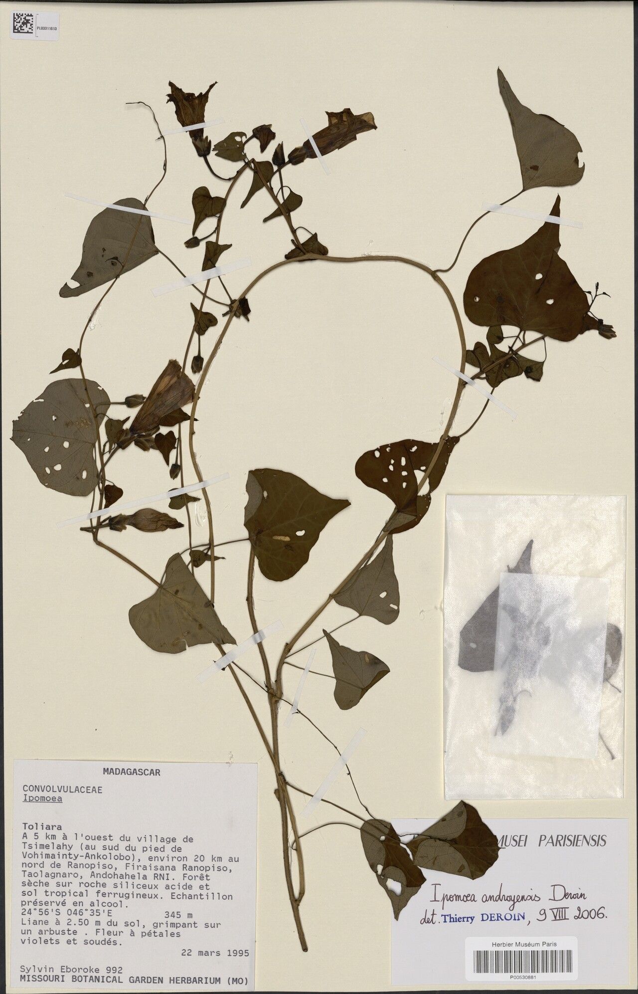 Ipomoea androyensis — houseplant care guide