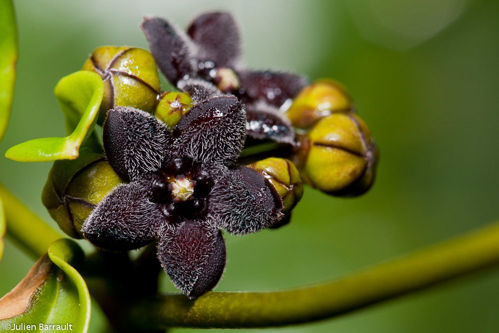 Marsdenia nigriflora fruit