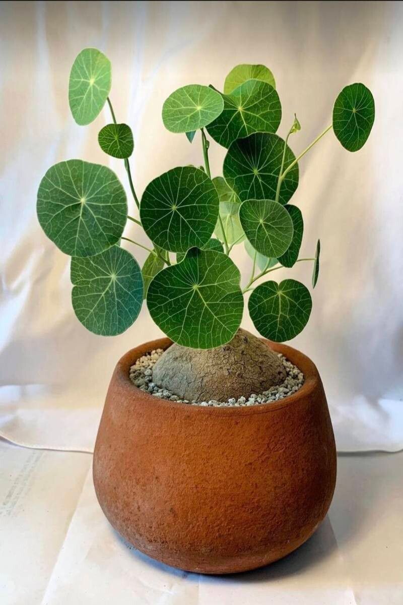 Stephania pierrei habit