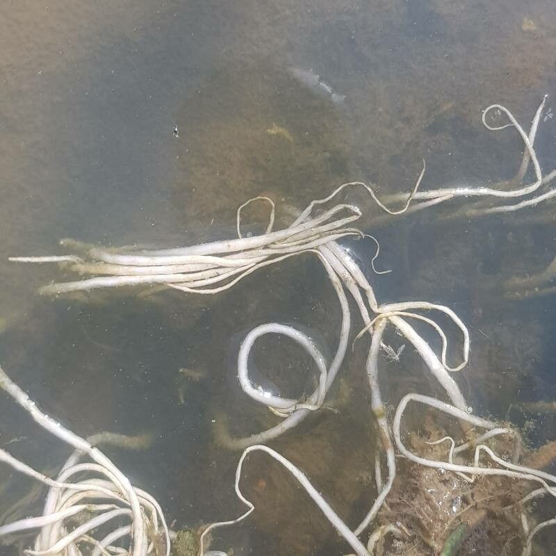 Vallisneria spiralis bark