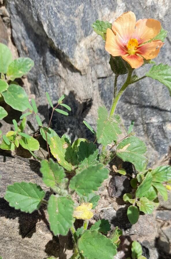 Sida variegata habit