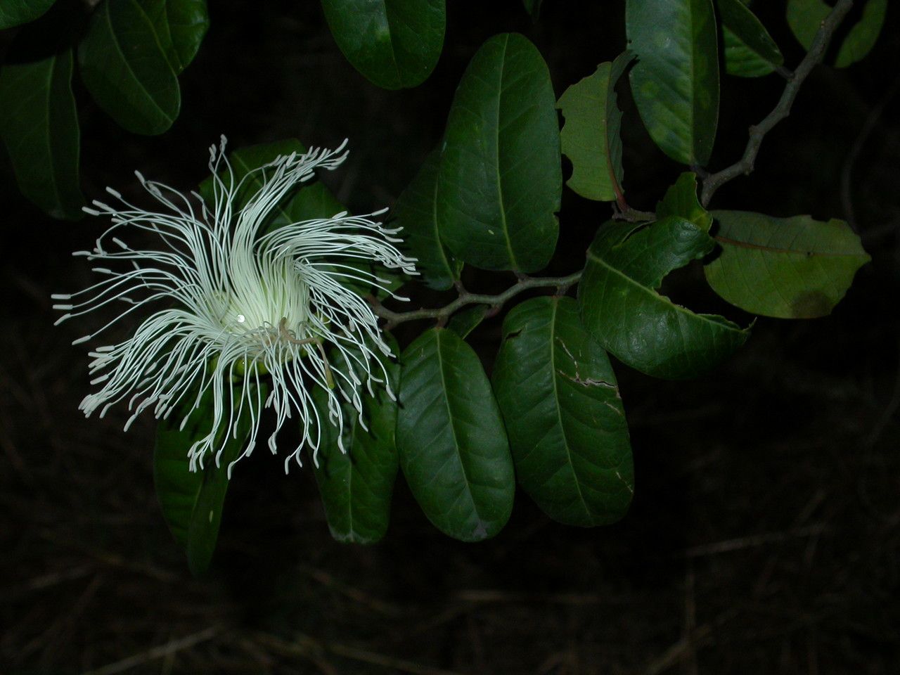 Capparis flexuosa flower