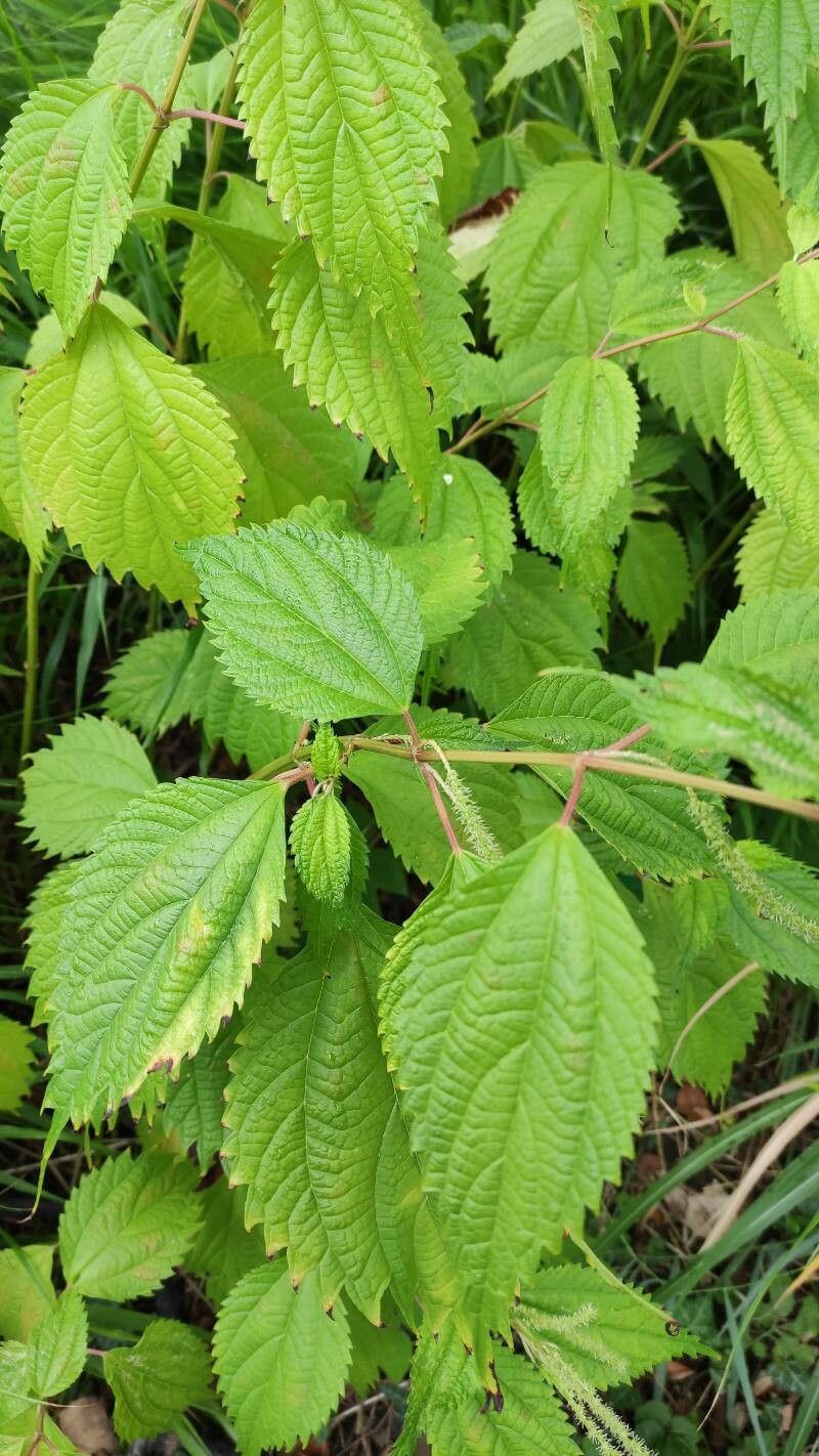 Boehmeria sieboldiana leaf