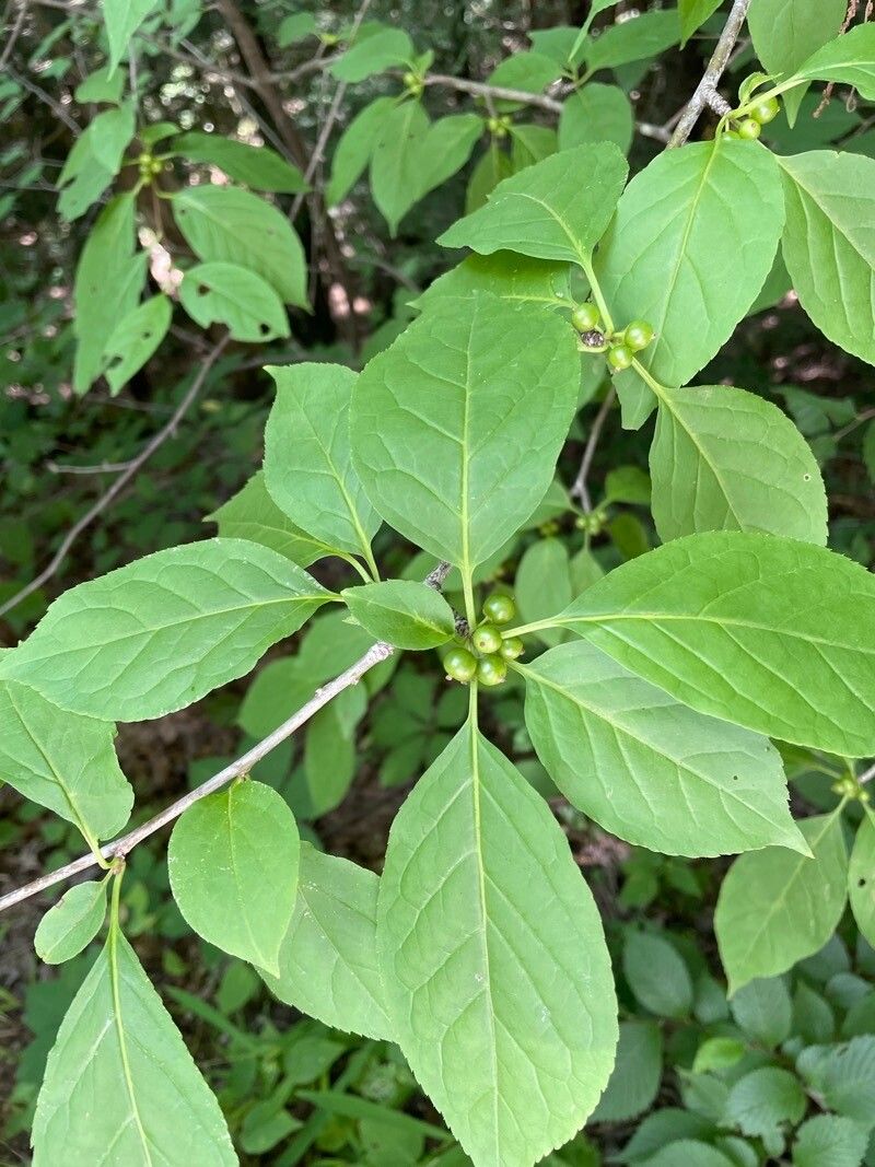 Ilex montana — search result for 'Ilex'