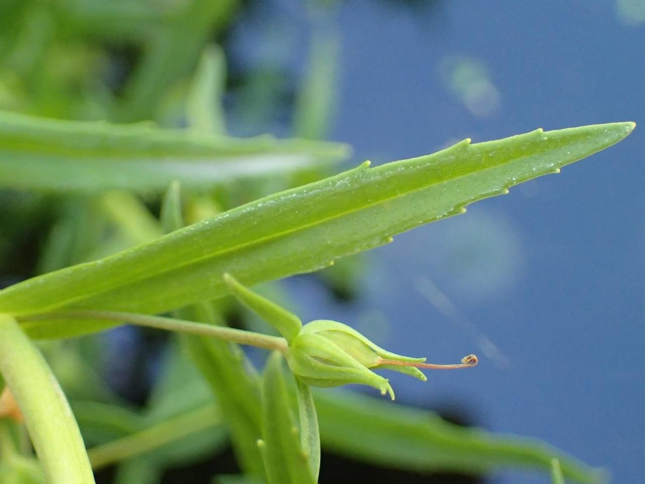 Gratiola officinalis — search result for 'Plantaginaceae'