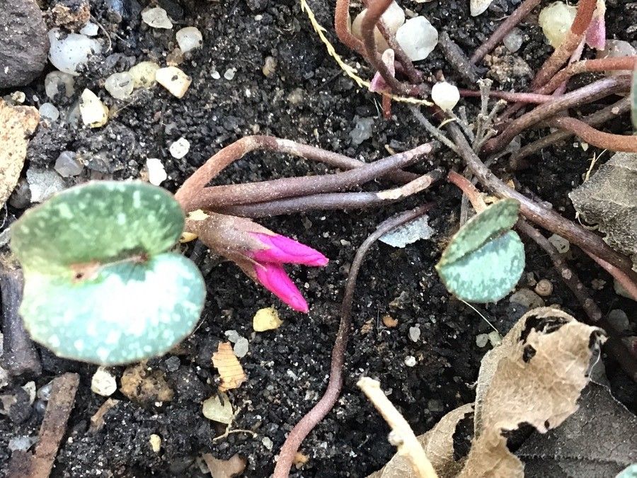 Cyclamen alpinum flower
