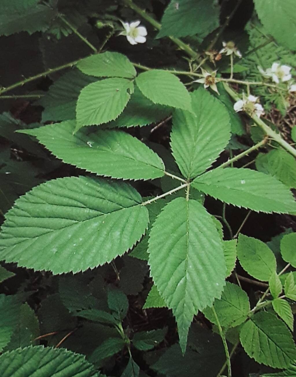 Rubus arrhenii — houseplant care guide