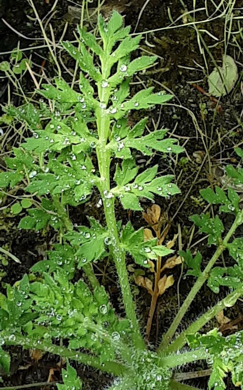 Roemeria argemone — houseplant care guide