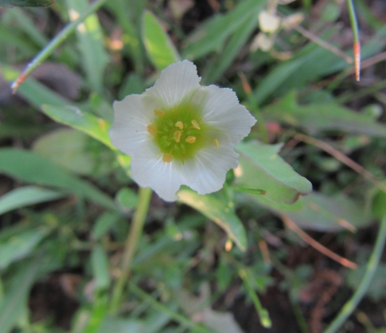 Minuartia drummondii flower