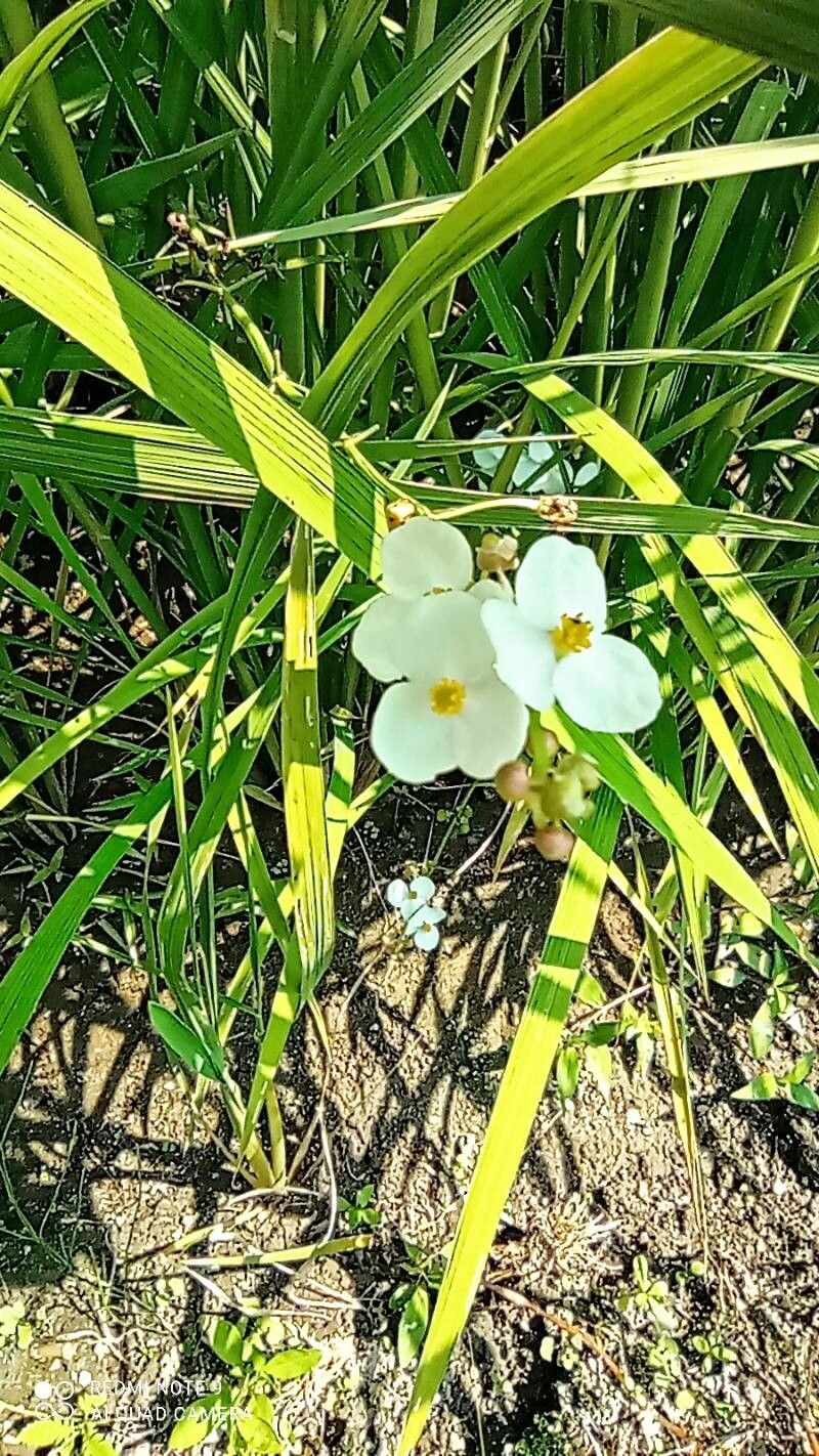 Sagittaria trifolia flower