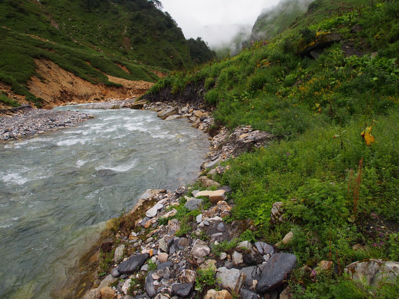 Astragalus sikkimensis other