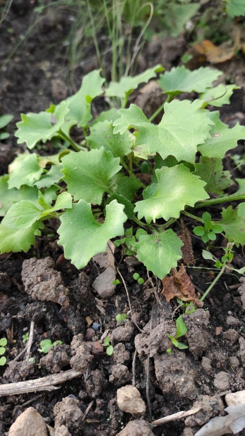 Doronicum orientale habit