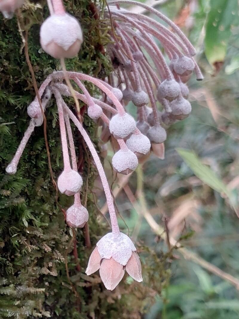 Diospyros decaryana flower