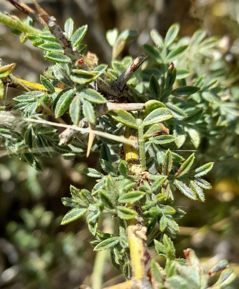 Adesmia adrianii — related species from the same genus