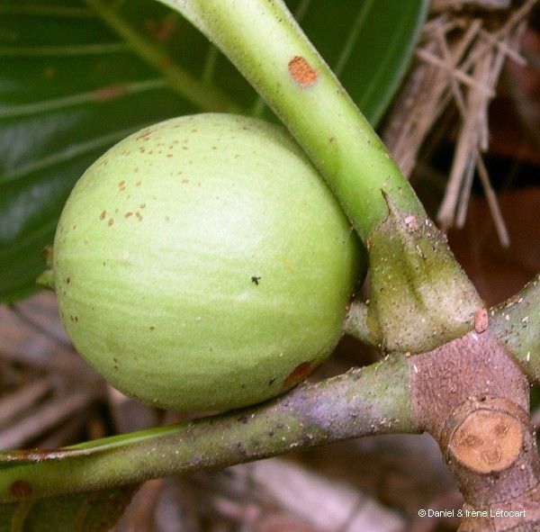 Guettarda eximia — houseplant care guide