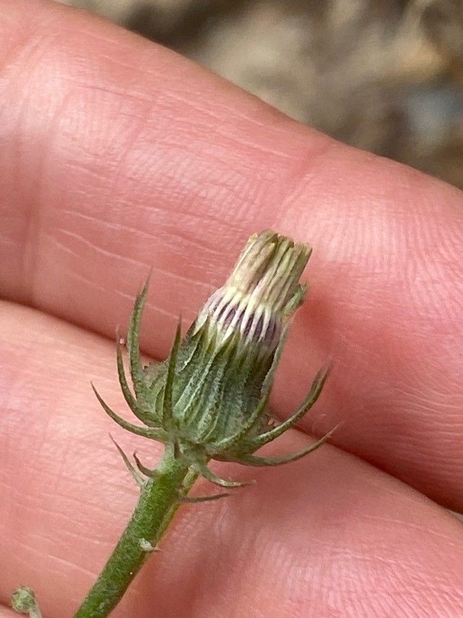 Tolpis barbata fruit