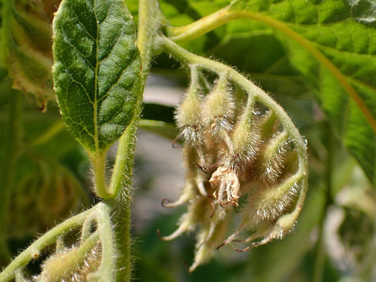 Pterostyrax hispidus fruit
