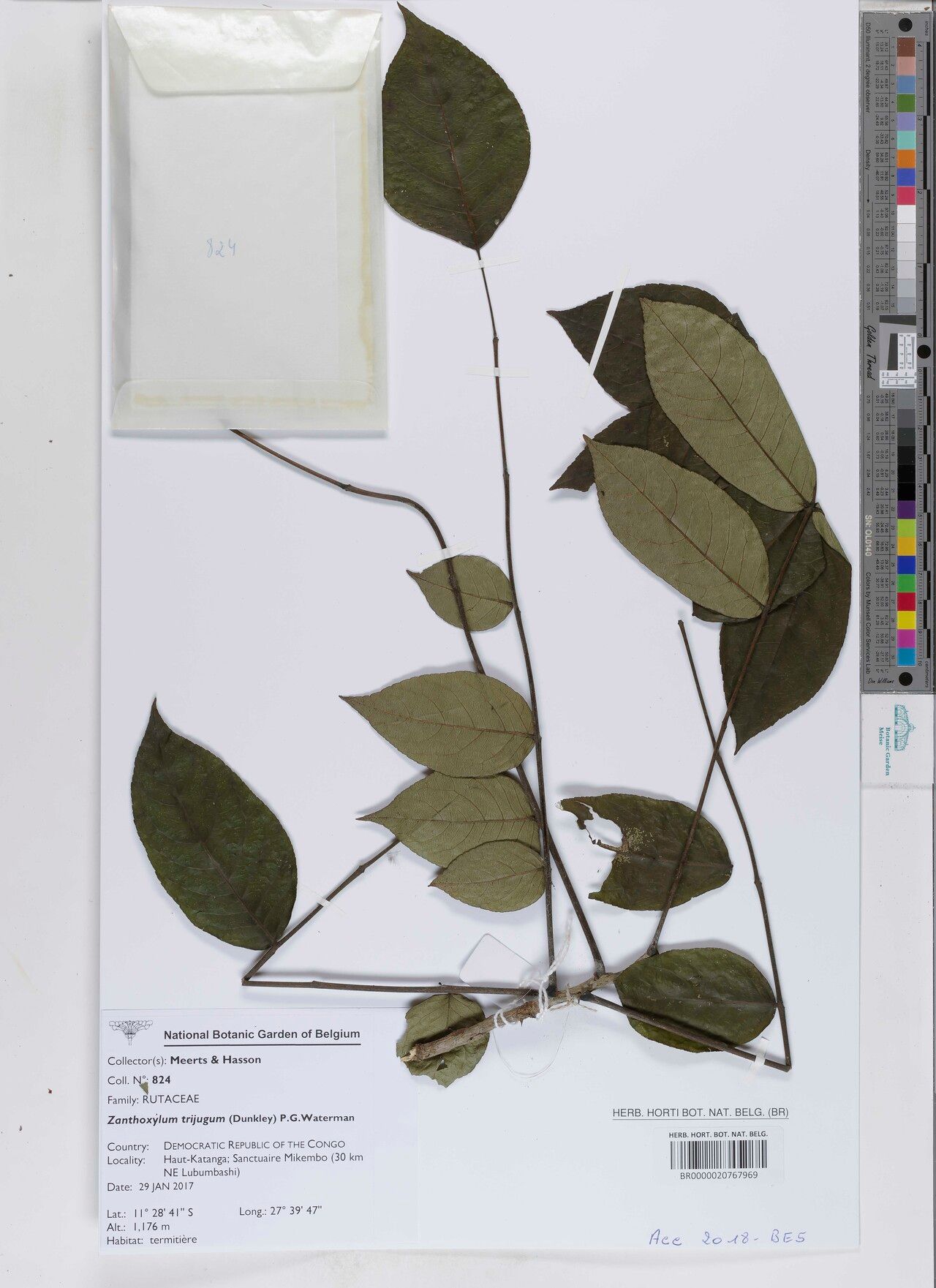 Zanthoxylum trijugum — houseplant care guide