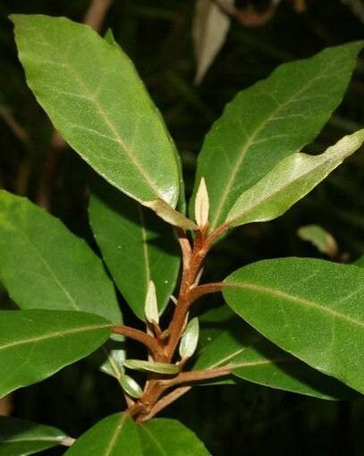 Olearia cheesemanii — search result for 'Olearia'