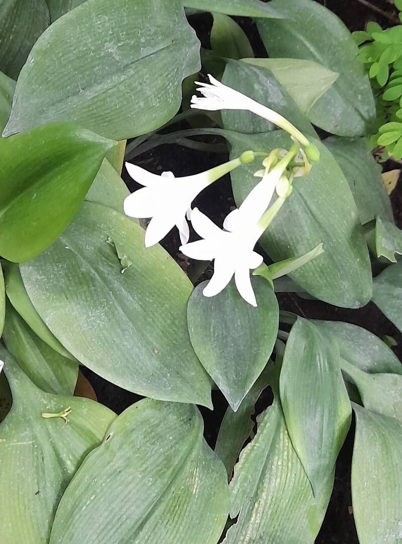 Urceolina subedentata habit