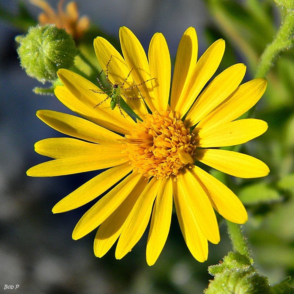 Chrysopsis scabrella flower