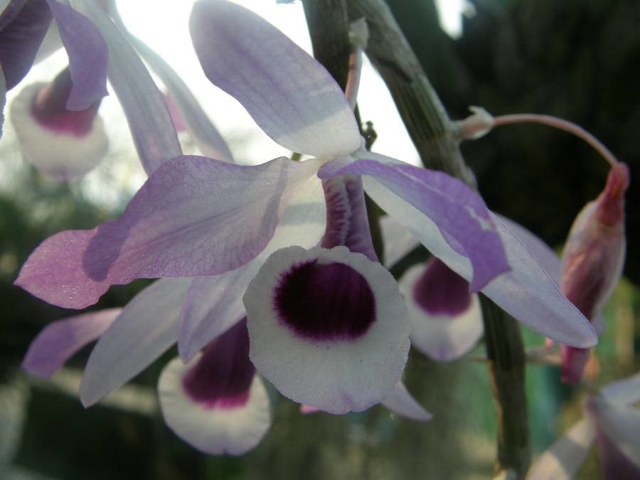 Dendrobium lituiflorum — search result for 'Laos'