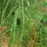 Cryptomeria japonica