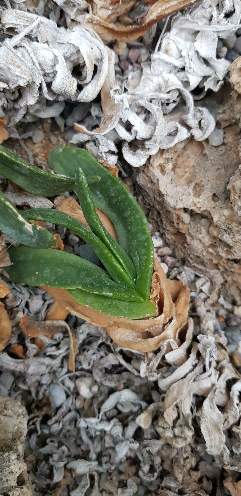 Glottiphyllum cruciatum leaf