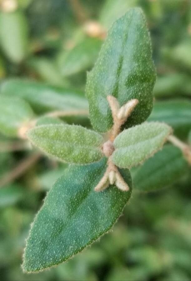 Correa reflexa leaf