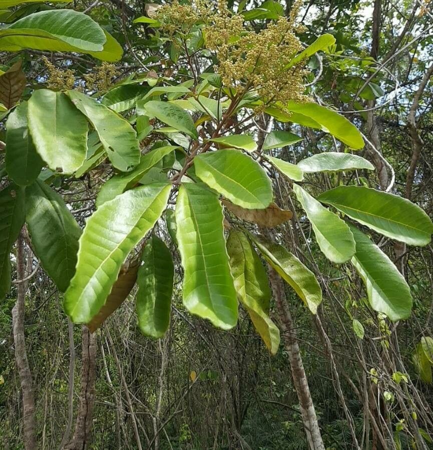 Cupania americana flower