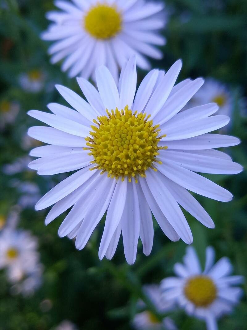 Aster mongolicus flower