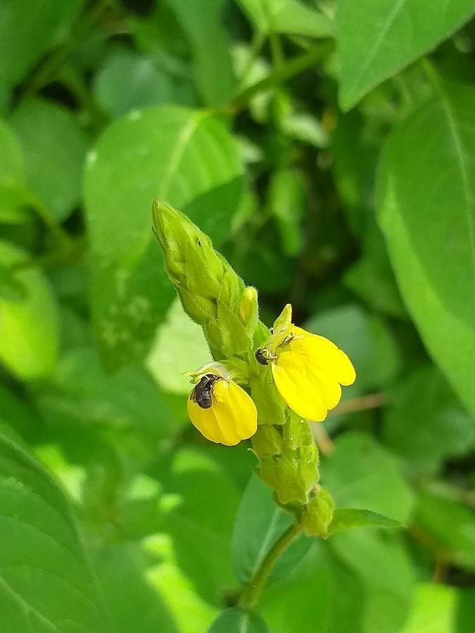 Asystasia ansellioides flower