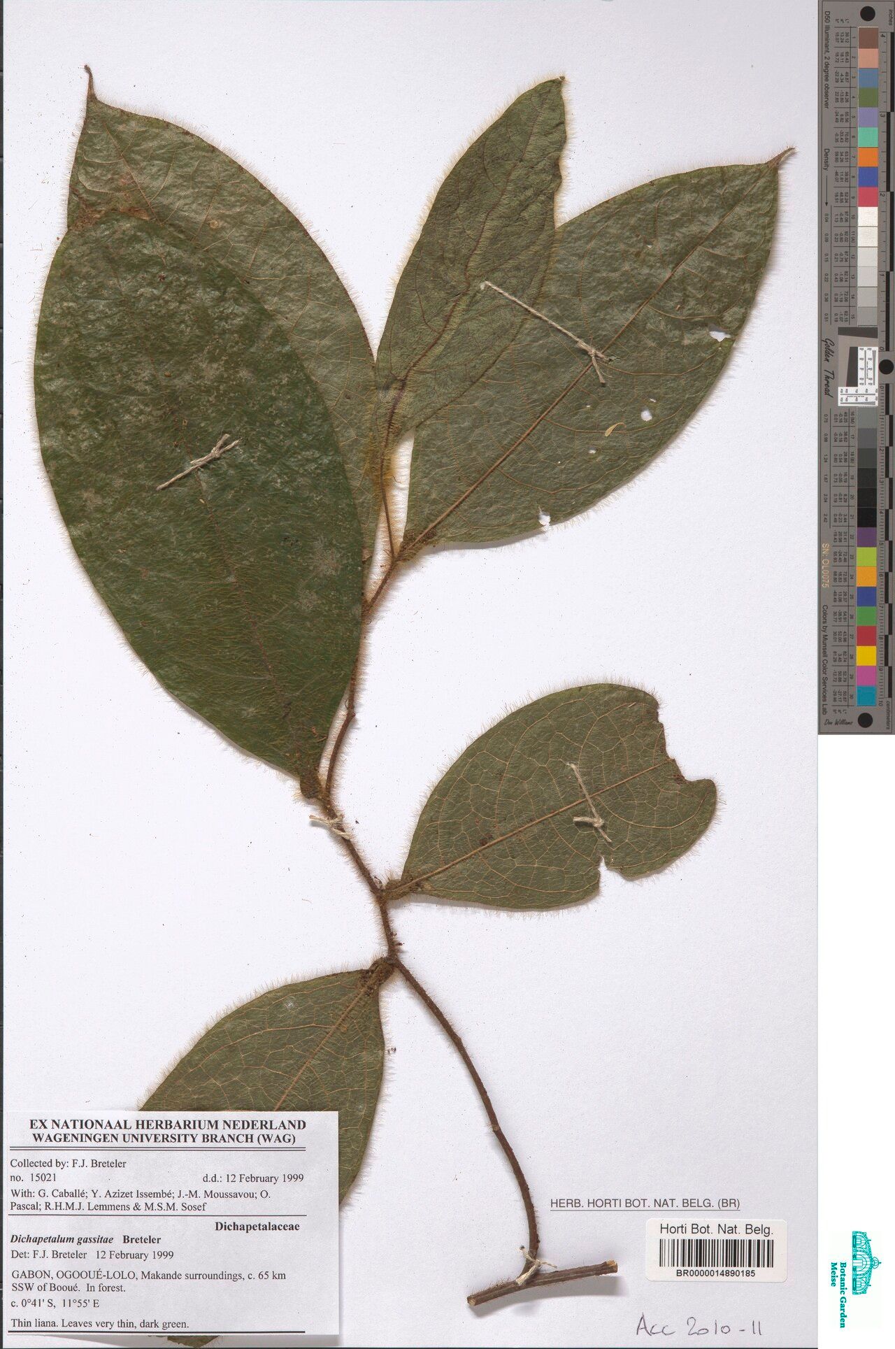 Dichapetalum gassitae — houseplant care guide