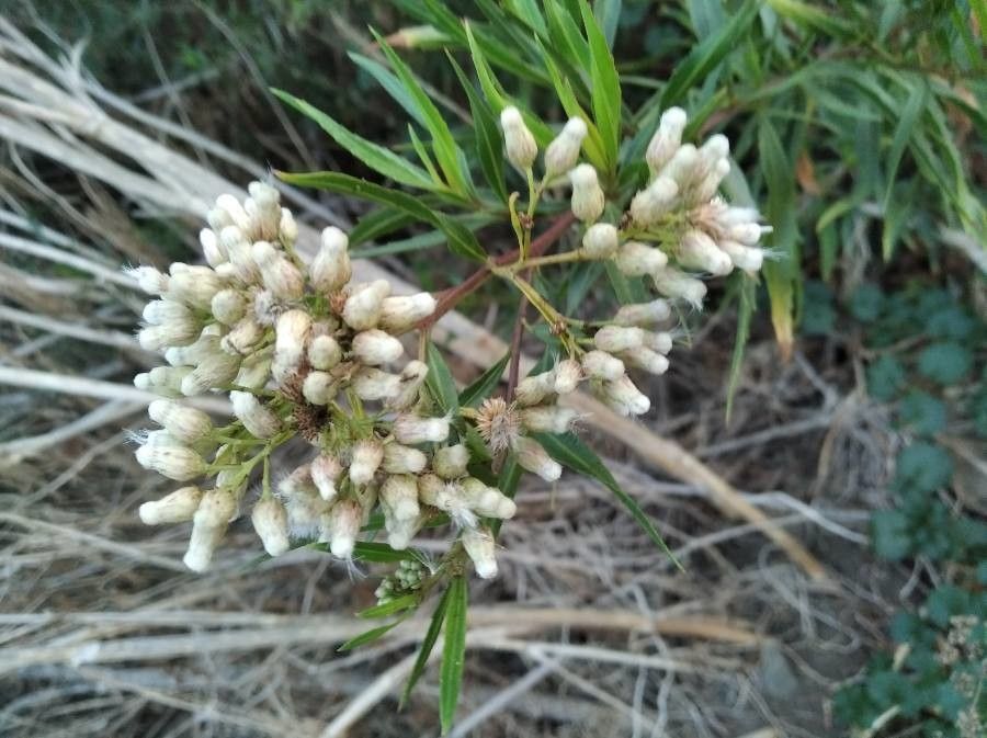Baccharis douglasii flower