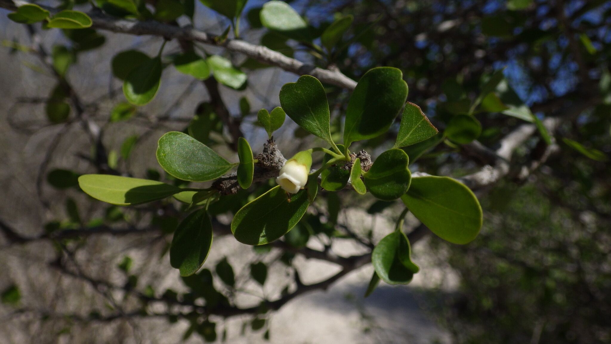 Bourreria leslieae — houseplant care guide