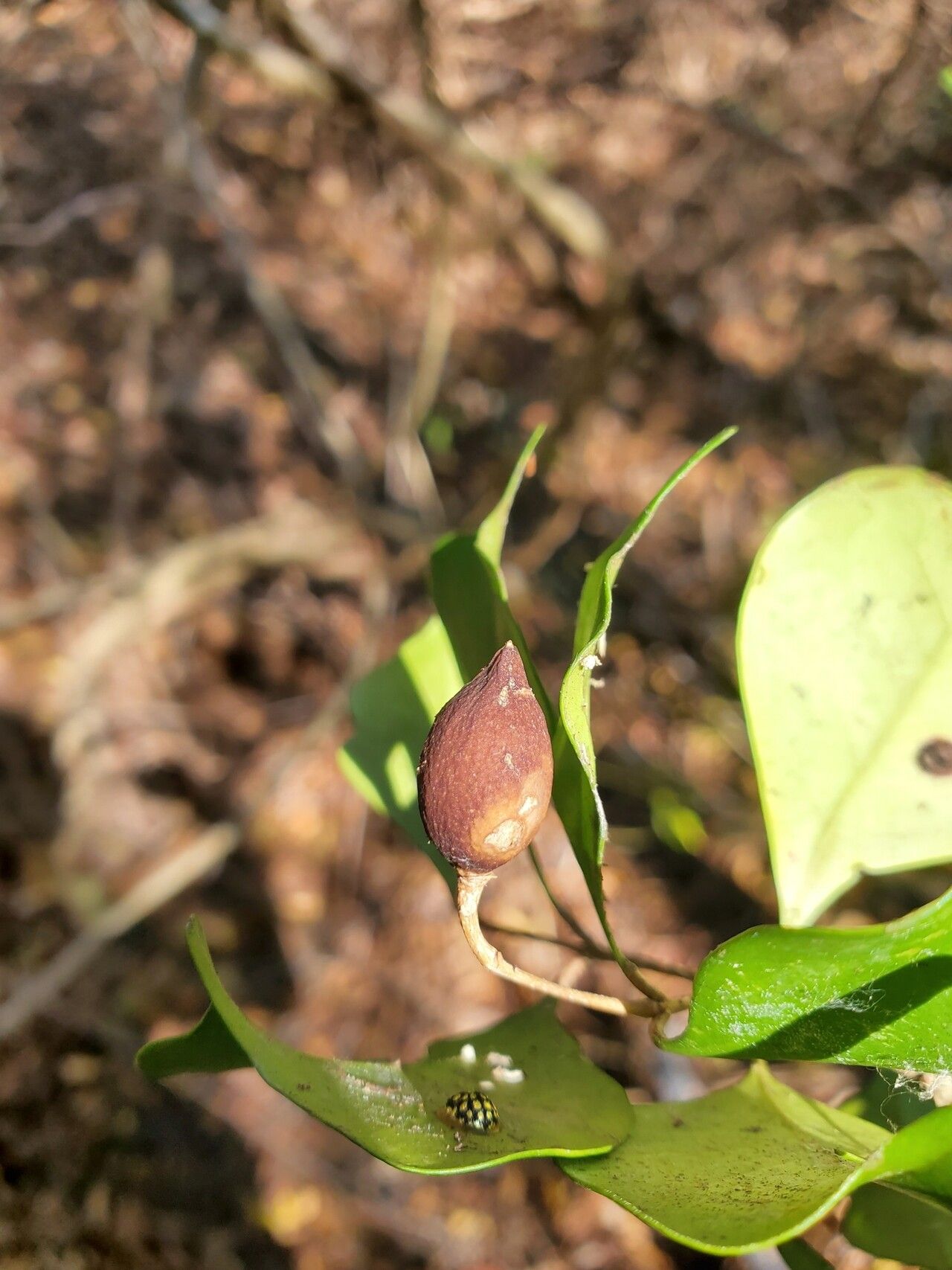 Noronhia christenseniana fruit