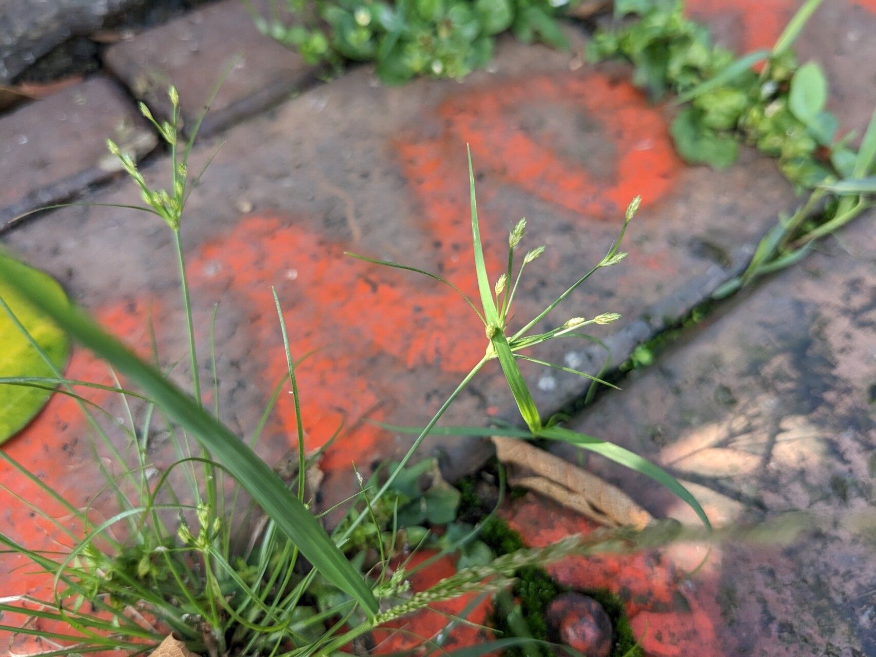 Fimbristylis aestivalis — related species from the same genus