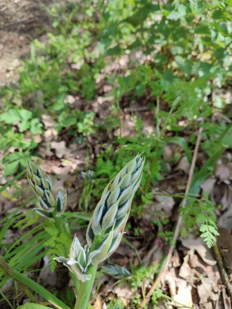 Ornithogalum boucheanum — search result for 'Ornithogalum'