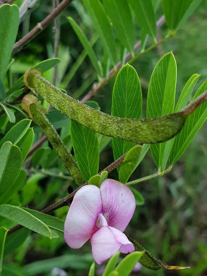 Tephrosia emeroides fruit