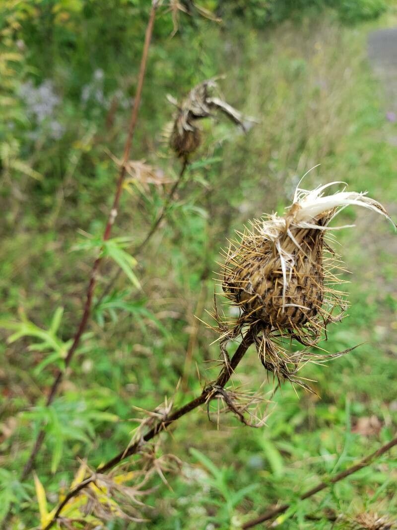 Cirsium discolor fruit