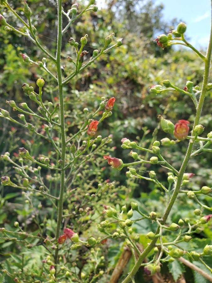Scrophularia marilandica flower