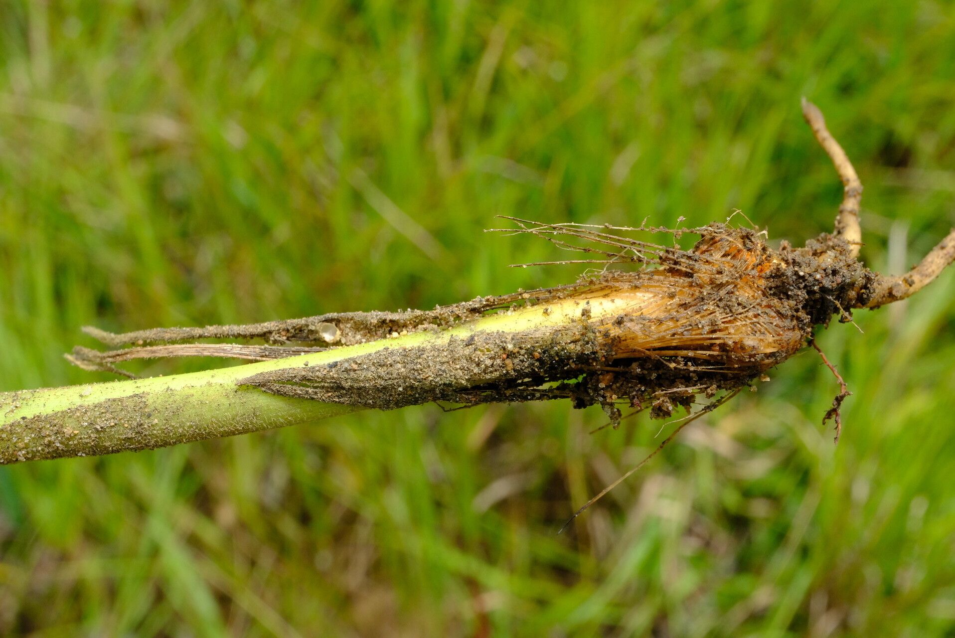 Chlorophytum velutinum bark