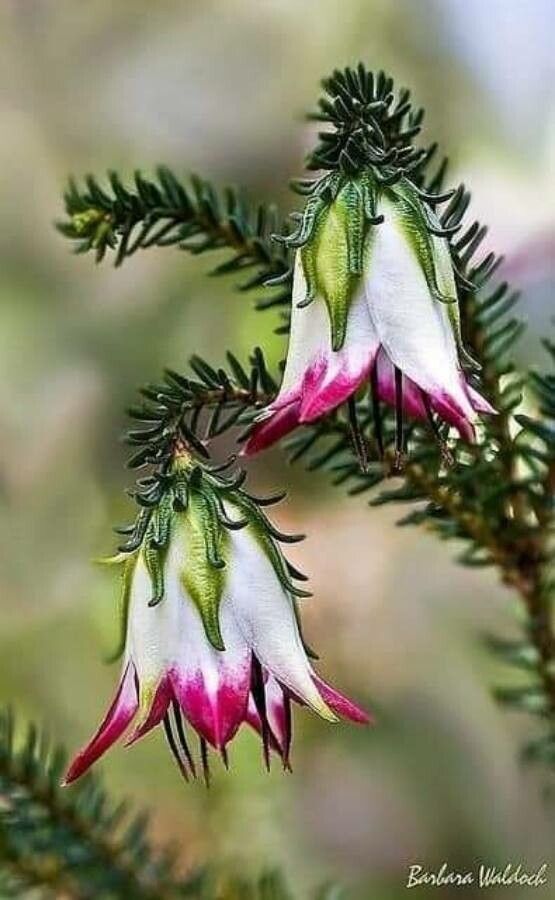 Darwinia meeboldii flower
