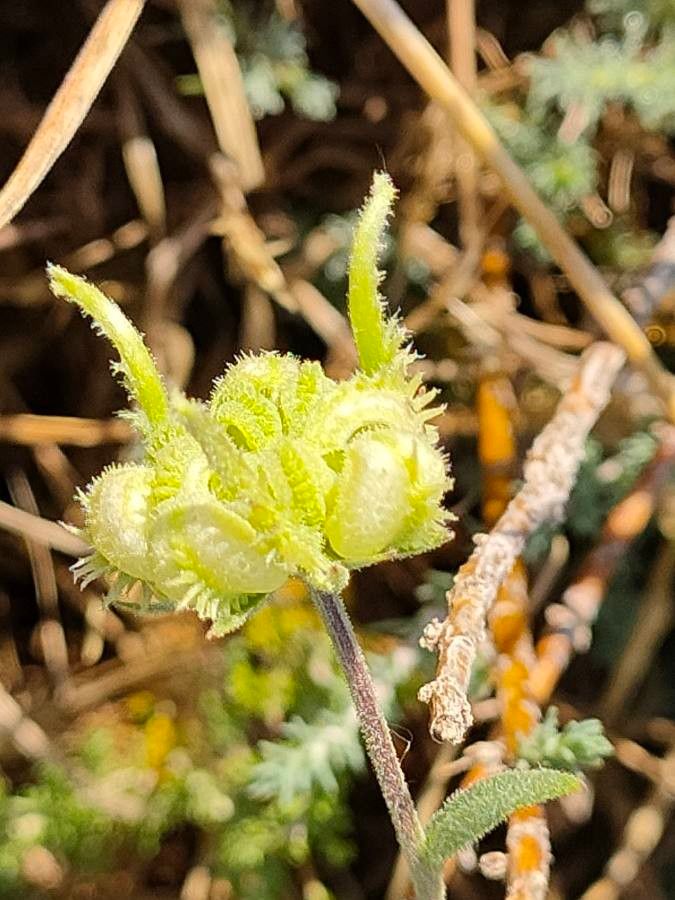 Calendula tripterocarpa flower