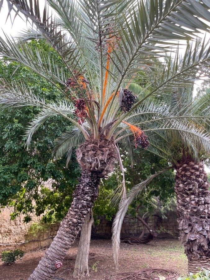 Phoenix dactylifera fruit