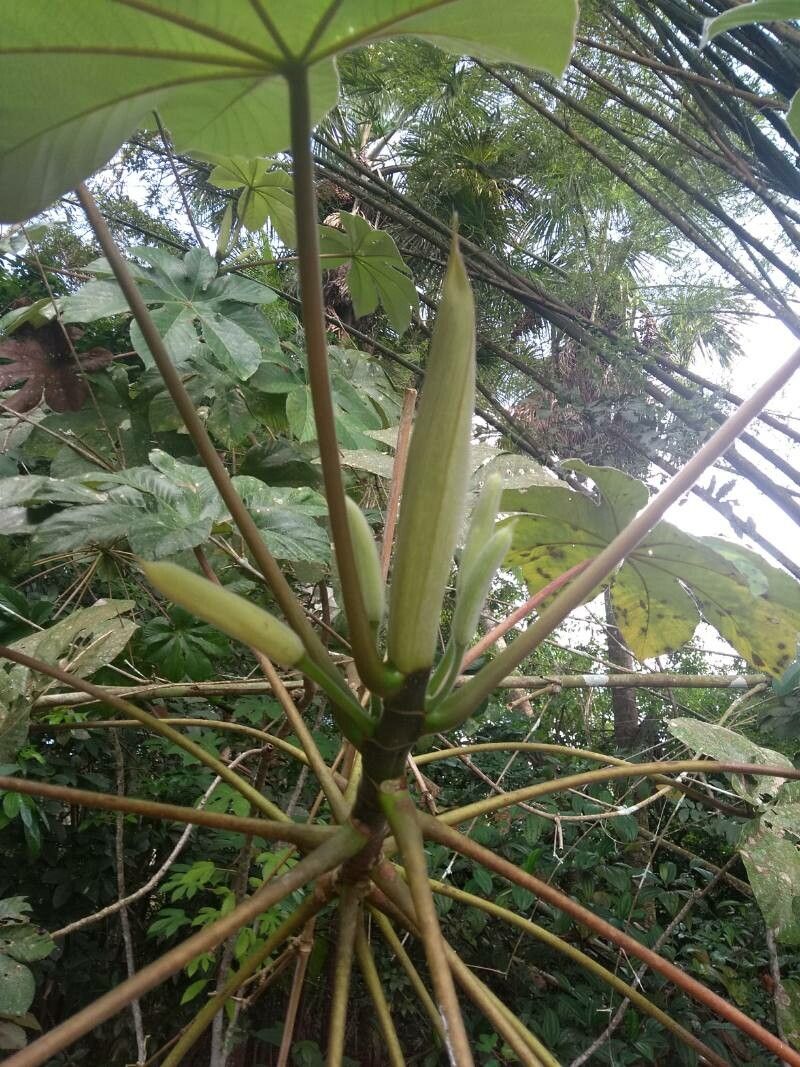 Cecropia peltata flower