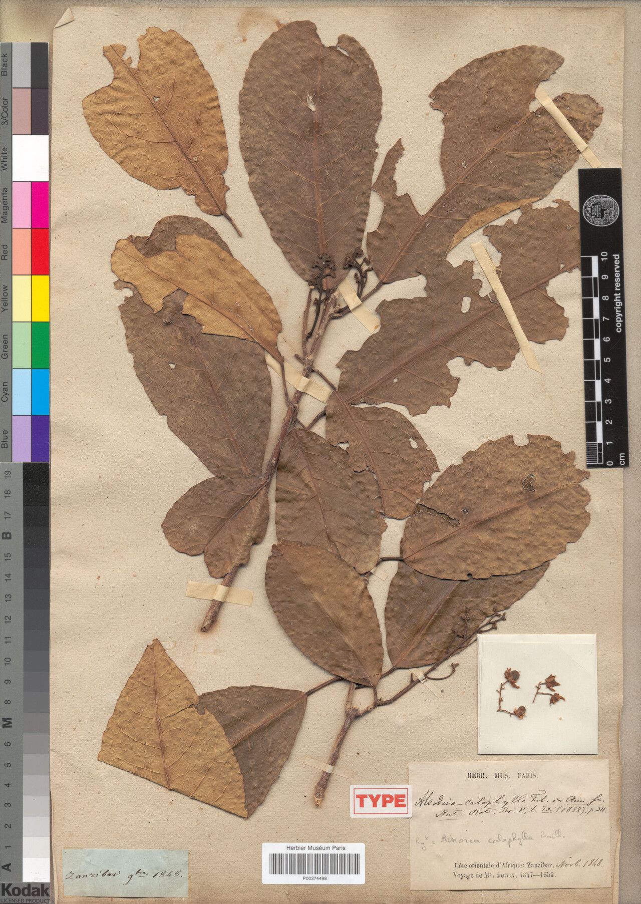 Rinorea calophylla — houseplant care guide