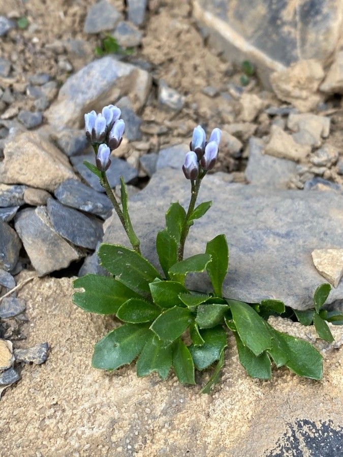 Arabis caerulea flower