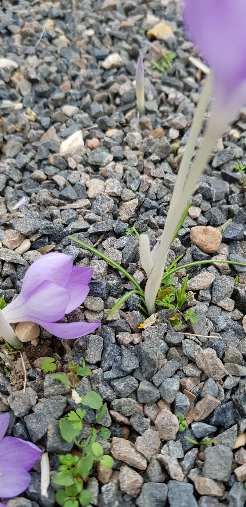 Crocus goulimyi — search result for 'Greece'