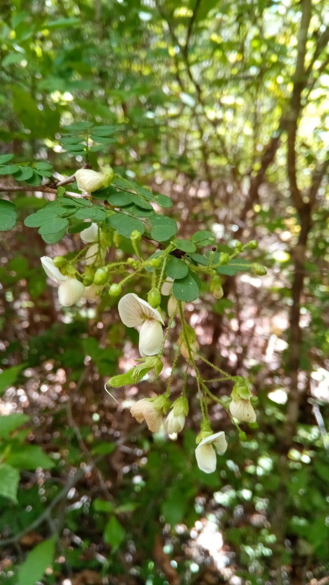 Ormocarpum bernierianum flower